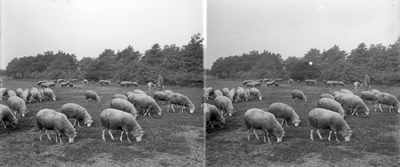859129 Afbeelding van een herder met een kudde schapen, vermoedelijk in de omgeving van Leersum.